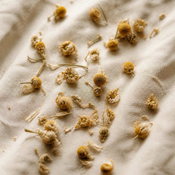 Dried chamomile flowers